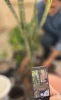 همدلی سبز دانشگاهیان دانشگاه ملی مهارت واحد استانی قم به مناسبت روز ملی گل و گیاه
 7